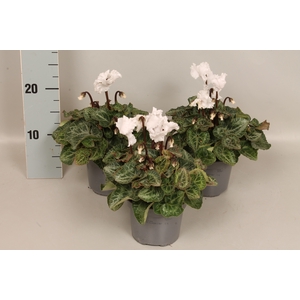 Cyclamen Super Serie Merengue White