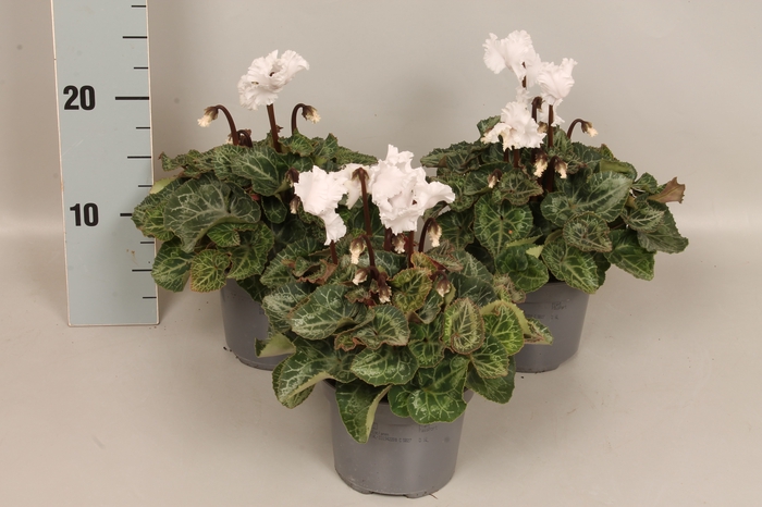 <h4>Cyclamen Super Serie Merengue White</h4>