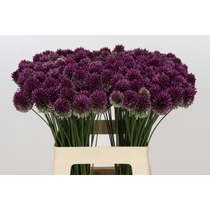 Allium Sphaerocephalon