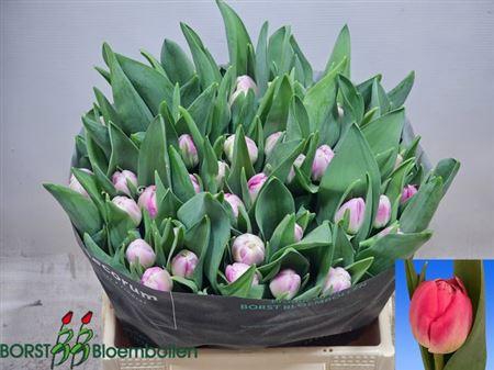 <h4>Tu Du Voque</h4>