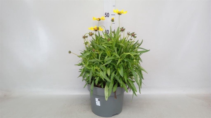 <h4>Coreopsis grand.</h4>