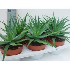 Aloe arborescens