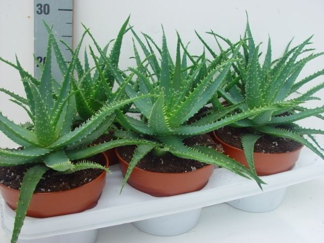 <h4>Aloe arborescens</h4>