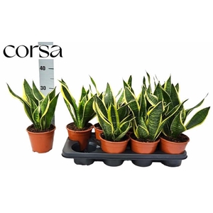 SANSEV FUTURA SUPERB