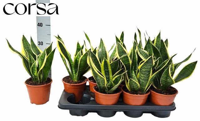 <h4>SANSEV FUTURA SUPERB</h4>