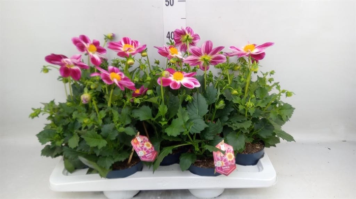 <h4>Dahlia  'Summerbees Purple Bicolor'</h4>