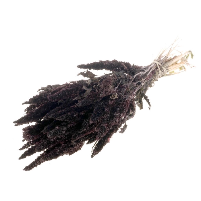 <h4>Amaranthus deep brown</h4>