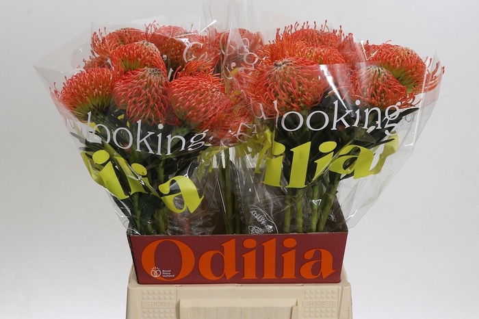 <h4>LEUCO CO SUCCESSION</h4>