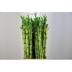 Lucky Bamboe Straight 70