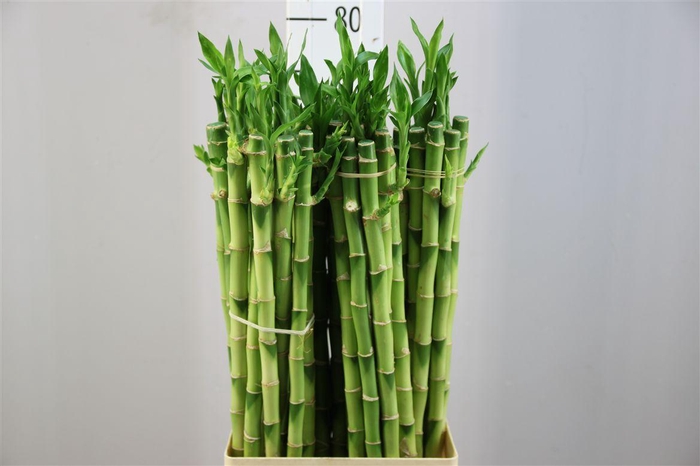 <h4>Lucky Bamboe Straight 70</h4>