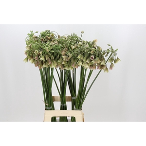 Allium Nectaroscordum Siculum