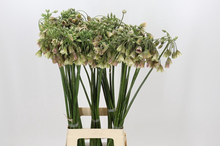 <h4>Allium Nectaroscordum Siculum</h4>