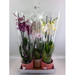 Phalaenopsis   ...mix