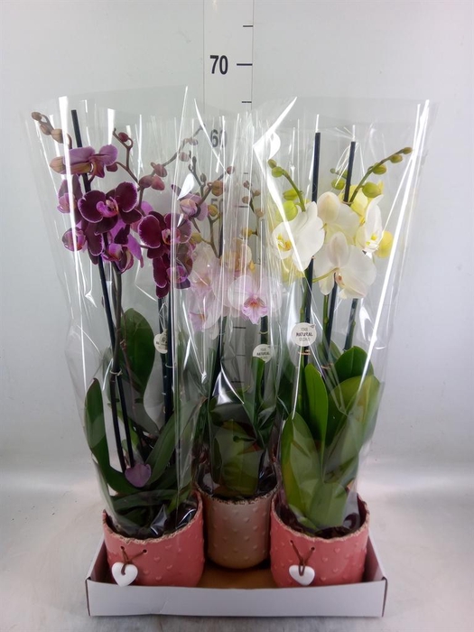 <h4>Phalaenopsis   ...mix</h4>