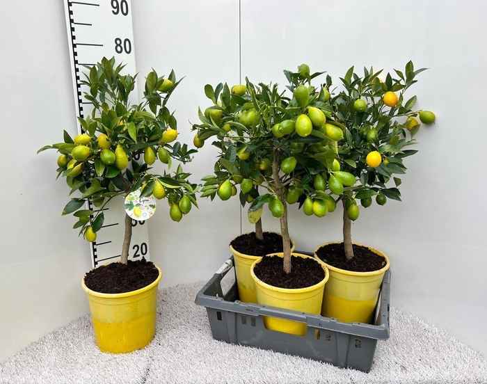 <h4>CITROF FLORIDANA</h4>