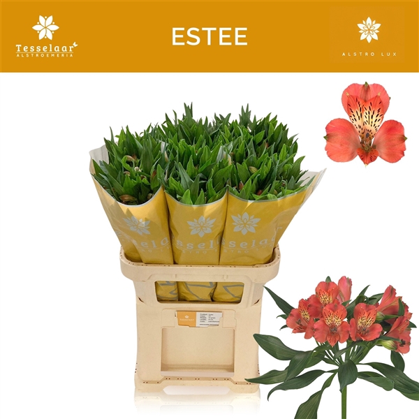 <h4>Alstroemeria Estee 60 gr</h4>