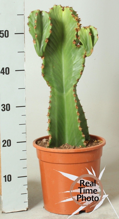 <h4>EUPHOR INGENS</h4>