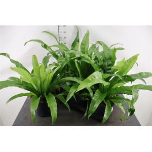 Asplenium 17 Cm. P. Antiquum