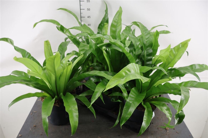 <h4>Asplenium 17 Cm. P. Antiquum</h4>