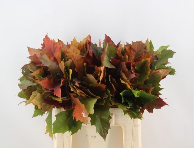 <h4>QUERC RUBRA</h4>