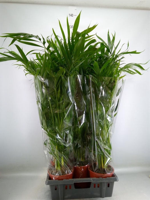 <h4>Dypsis lutescens   ...Chrysalidoca</h4>
