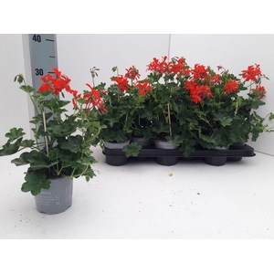 PEL PELT BALKON ROOD
