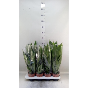 Spathiphyllum  'Diamond'