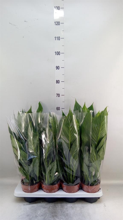 <h4>Spathiphyllum 'Diamond'</h4>