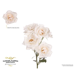 Rosa spray garden white majolica