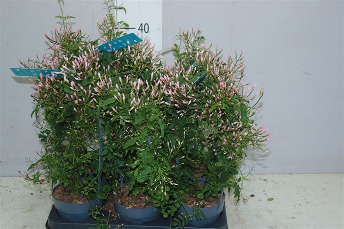 <h4>Jasminum Boog 300+</h4>