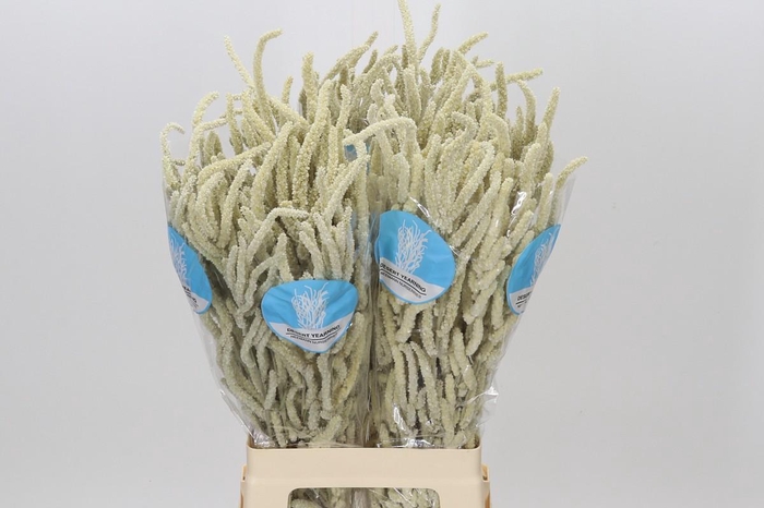 <h4>Amaranthus Yearming Desert</h4>