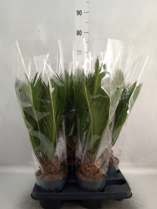 <h4>Cycas revoluta</h4>