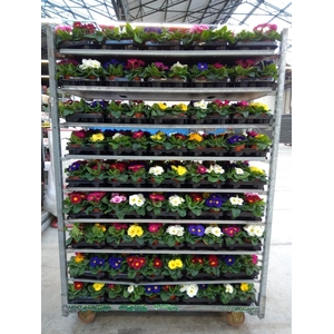 Primula ac.   ...mix