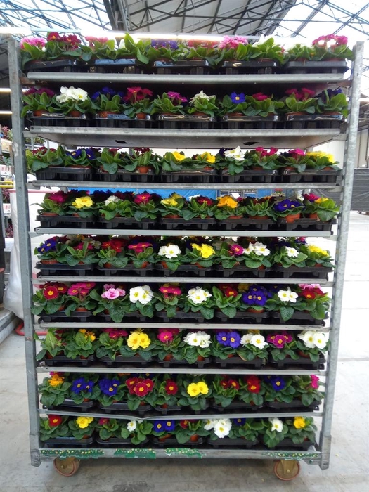 <h4>Primula ac.   ...mix</h4>