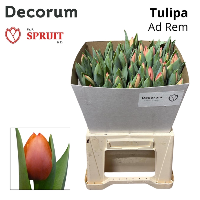 <h4>Tu En Ad Rem Kraag 50</h4>