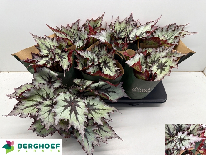 <h4>BEG BEL NORD GLACIER</h4>