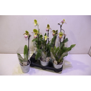 arr8 Paph Multiflower Gem