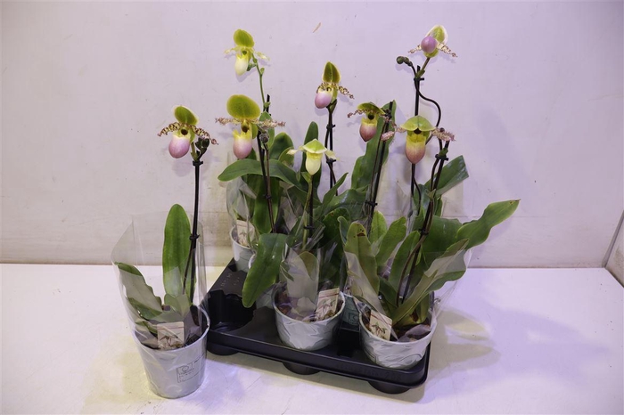 <h4>Paph Multiflower Gem</h4>