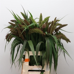 Setaria italica