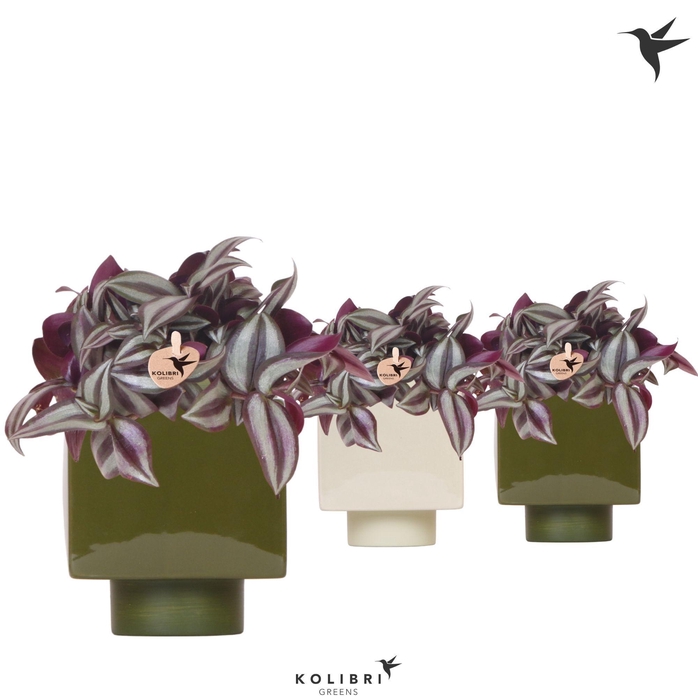 <h4>Kolibri Greens Tradescantia Zebrina in Cube pot green mix</h4>