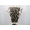 Salix Caprea Snow Flake Premium