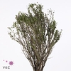 Thyme P/bunch Falso 300gr