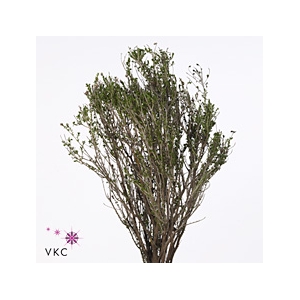 Thyme P/bunch Falso 300gr