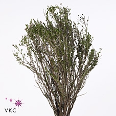 <h4>Thyme P/bunch Falso 300gr</h4>