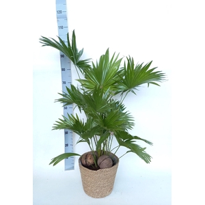 Livistona Rotundifolia 2 pp