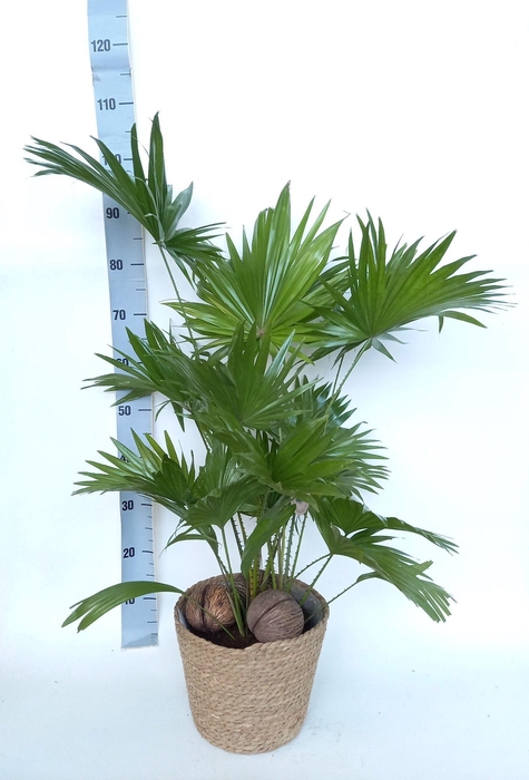 <h4>Livistona Rotundifolia 2 pp</h4>