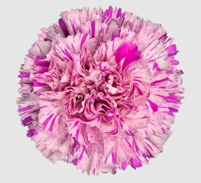 <h4>DI ST JUBILEE</h4>