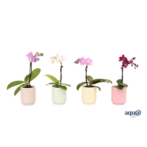 Indy Mix Tiny Dolls Mix 1T7+ Aqu@