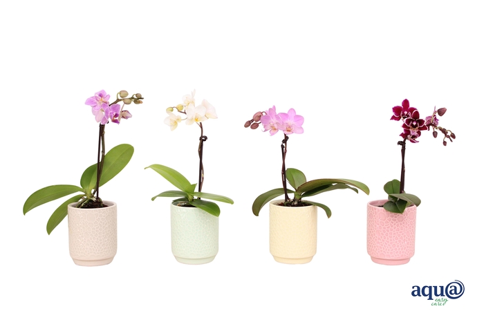 <h4>Indy Mix Tiny Dolls Mix 1T7+ Aqu@</h4>