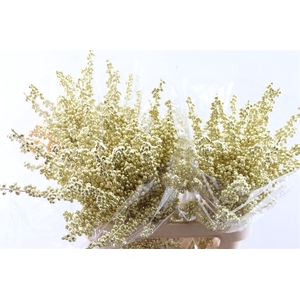 Ilex Klbh Gold 80cm